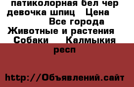 патиколорная бел/чер девочка шпиц › Цена ­ 15 000 - Все города Животные и растения » Собаки   . Калмыкия респ.